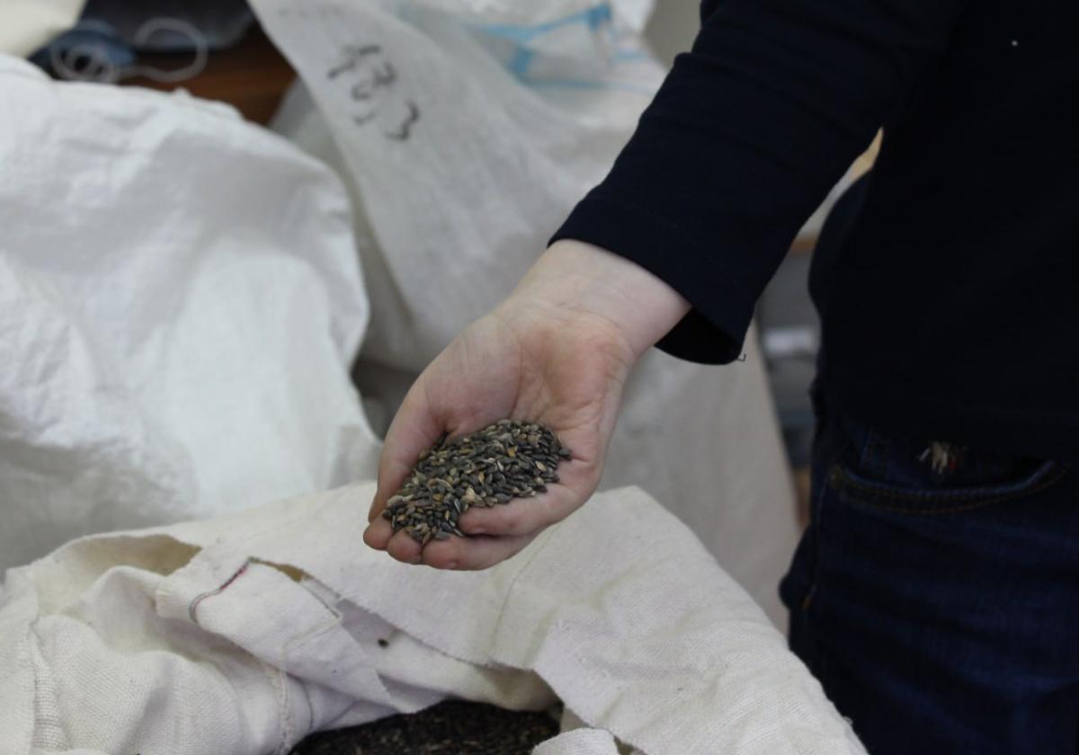 Специалисты Дагестанской лесосеменной станции отметили высокое качество семян сосны из Ботлихского лесничества
